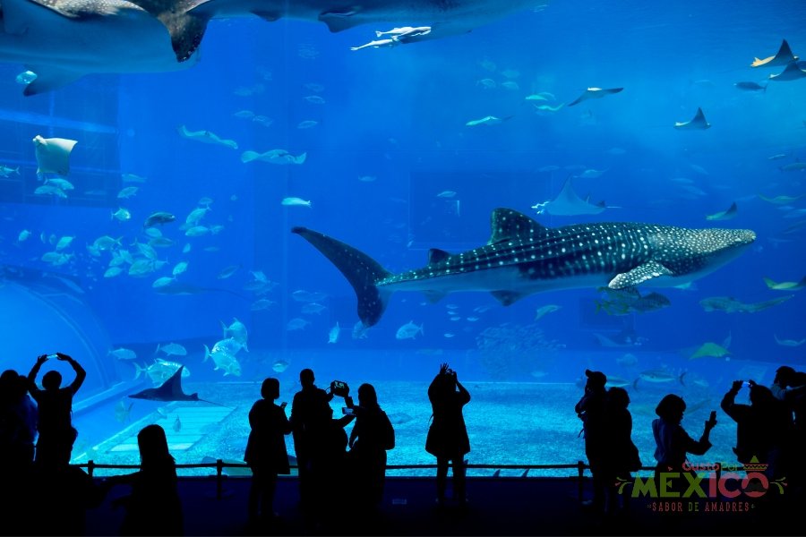Acuario Michin: qué hacer en este rincón asombro