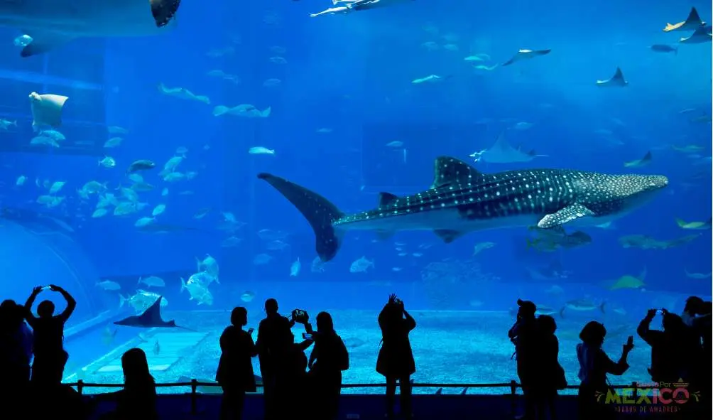 Acuario Michin: qué hacer en este rincón asombro