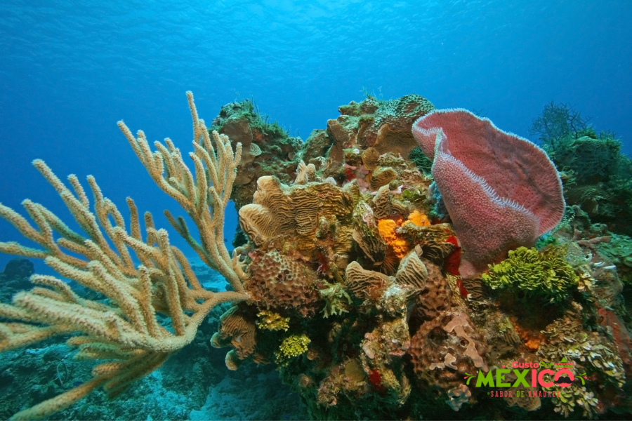 ▷Los 5 Arrecifes Más Importantes de Méxic